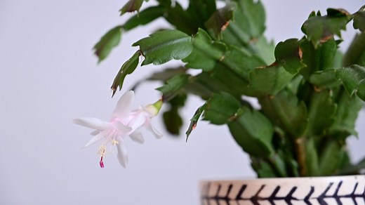 How to identify plants and flowers with your iPhone camera | AppleInsider