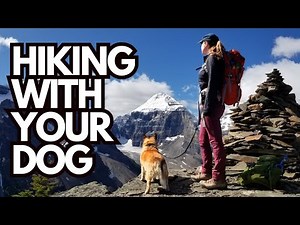 Hiking With Your Dog: 12 Tips to Keep Hikes Fun and Safe