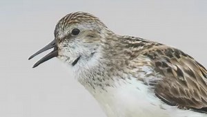 Our Video of the Week takes you to Alaska in early spring to listen to the Semipalmated Sandpiper's unique motorboat song. This video gives you a glimpse into the hidden life of a breeding shorebird, an accomplished singer when it's up on the tundra, far from humans. | Cornell Lab of Ornithology