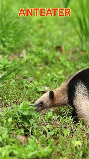“Amazing Facts About the Anteater” #viral#trend