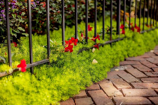 10 Easy-Care Groundcovers That Will Grow in Tough Spots