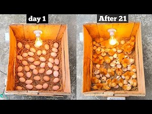 How to make egg incubator at home very easy || How to make small incubator at home
