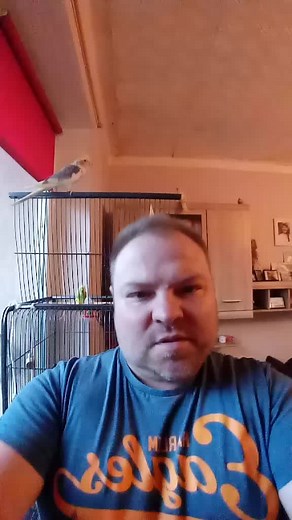 Understanding Parakeet Behavior in Domestic Settings