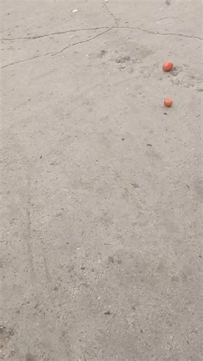 Mercado mayorista de Valencia: por qué el tomate está tan caro