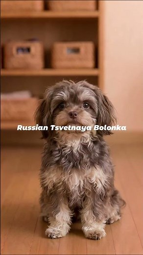 Russian Tsvetnaya Bolonka | The Colorful Jewel of Soviet Russia