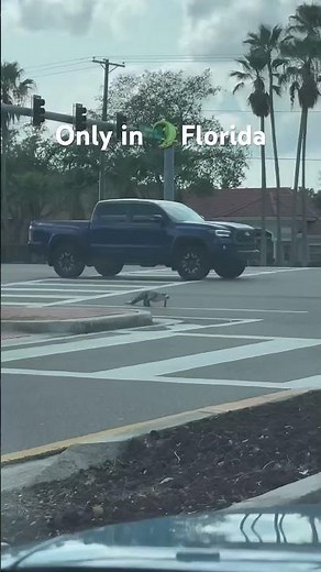 🐊 Alligator Casually Strolling on the Road! #nature #tampa #florida #wildlife #youtubeshorts