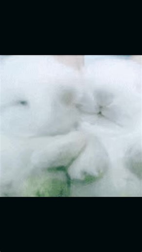 Excited for Adorable Bunnies!