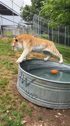 2M views · 56K reactions | Once again, Khaleesi Tiger demonstrates the "PROPER WAY" to enter a Swimming Pool. | Turpentine Creek Wildlife Refuge | Facebook