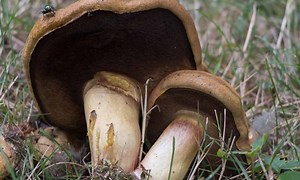 Discover the Largest Mushroom Ever Grown
