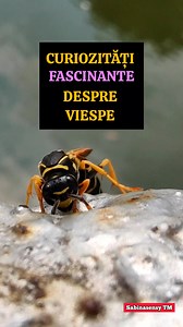 119K views · 879 reactions | #viespe #albine #insecte #ATENTIE #5pasidebine #pericol #latara #natura #alien #wasp #doc #report #macro #video #romania #oradea #suceava #sibiu #cluj #brasov #bucuresti #deva #craiova #targujiu #constanta #teroare #intepatura #Buzau #SatuMare #maramures #Neamt #Arges #Valcea #Oltenia #CarasSeverin #gratar #picnic #durere #AC | Sabinasensy | Facebook