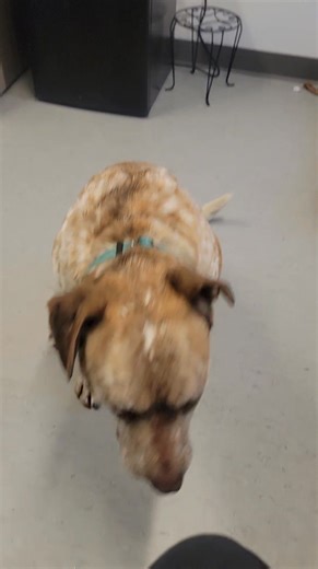 22K views · 872 reactions | Come and meet Virgil. He is always overlooked, and now he is alone since his brother is now in foster. We encourage a meet and greet with your pet, but Virgil says it is his turn for a family of his own! | Pinal County Animal Care and Control | Facebook