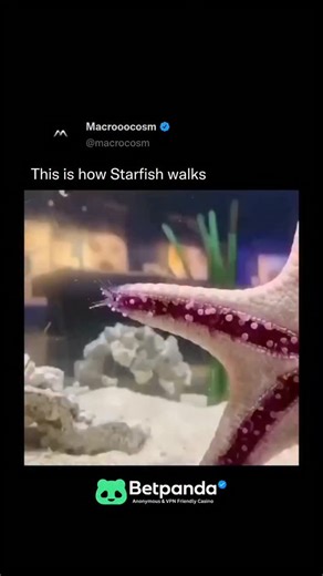 Science Realm | A starfish moves in a very unique way that surprises many people. Instead of legs or fins, it uses hundreds of tiny tube feet hidden on the... | Instagram