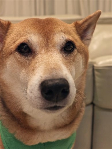 ✋️, this is a mandatory vibe check . #dogsoftiktok #meme #foryoupage #shibainu #doggo