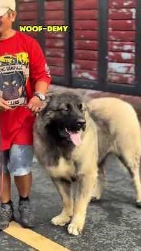 The Siberian Prison Dog #caucasianosdr #ovcharka #russiandogs #massivebreeds #securitydogs #beast