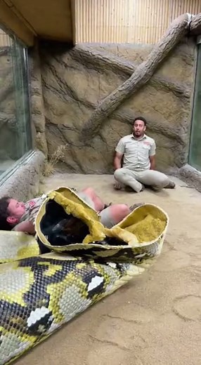 Python Prank GONE WRONG! 😱 동물원 뱀 구조 대참사 🐍 ¡Broma en el zoo: No creerás esto!
