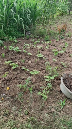 mayadimplesbackupaccount (@mayadimplesbackupaccount)’s videos with original sound - mayadimplesbackupaccount