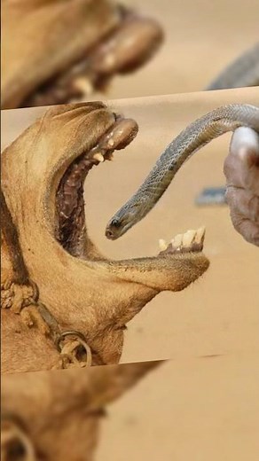 Camel Eats Snake, But Why?