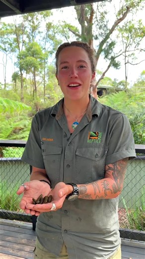Happy National Poop Day! 💩 Koala poop might not sound glamorous, but it’s actually pretty amazing. Our iconic Aussie marsupials produce small, dry, pellet-shaped poo, that smells like eucalyptus! 🌿 Koala poop is so dry because koalas get most of their water from leaves, making them one of the most water-efficient animals on the planet! 🐨 #koala #koalas #nationalpoopday #animalpoo