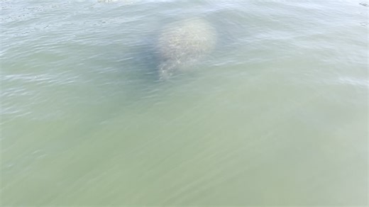 34K views · 885 reactions | A BABY MANATEE!!!  視 Check out this group of Manatees we found on a recent Ferry Trip! We love exploring our environments in a sustainable and safe way! #environmentalexploration #manatees #floridawildlife | Hubbard's Marina | Facebook