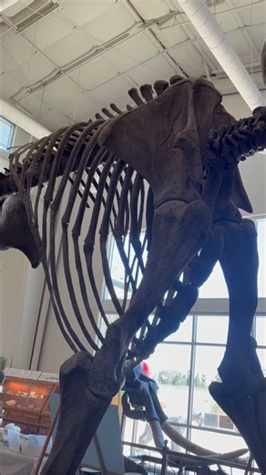 Columbian mammoth skeleton @Fossils museum Chowchilla CA