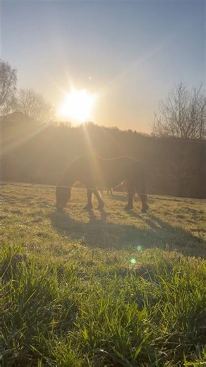 Beautiful morning sun 🤩 #horse #equestrian #pony #beautiful #sunrise #video #virslshorts #nature