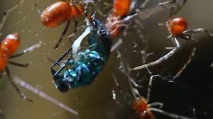 Watch what happens when a fly gets caught in a spider’s web