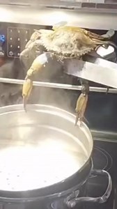 170K views · 545 reactions | Blue crab in the loose | Chef Brandon Harlee | Facebook