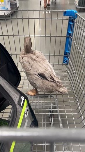 I took my duck to Walmart *again
