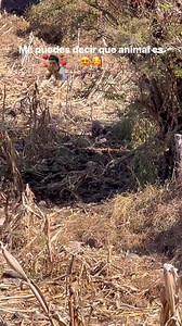 419K views · 3.7K reactions | #fblifestyle me puedes decir cuantos changos contaron #canada #sports #church #familytime 劣 que animales tan bonitos | Claudio Hernandez Mendoza | Facebook