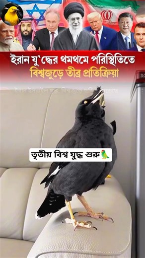 Shalik bird sang🦜 a ghazal about World War III and Khamenei, a descendant of Ali (RA).#talkingbirds