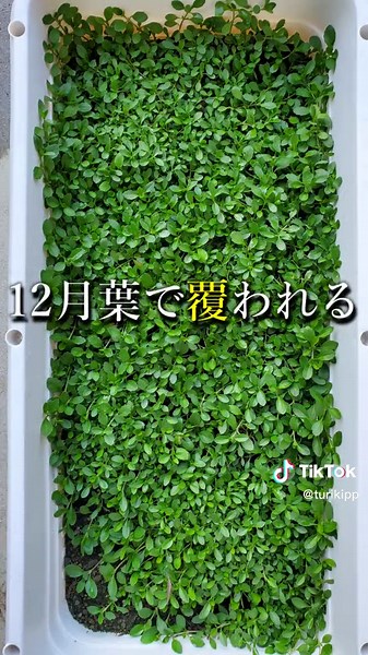 クラピアの成長記録と驚くべき効果に迫る！