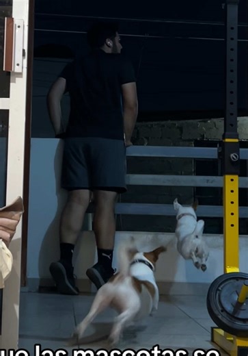 Reboot de Humor: Mascotas y Sus Dueños