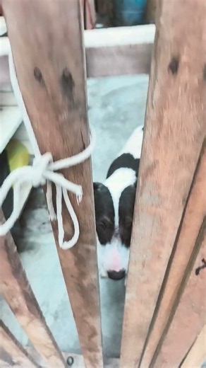 mis perros cuando kieren salir ala calle Pero no les dejo