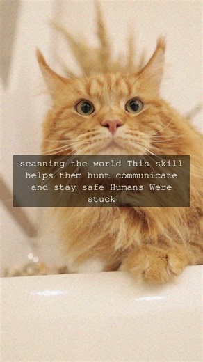 The Amazing Ear Power of Cats Did you know cats have superpowers in their ears While...