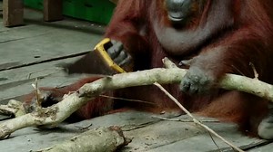 40M views · 6.7K reactions | This orangutan is 100% wild! Incredibly these intelligent apes have learned tool use by watching humans nearby… and ‘borrowing' their tools! #SpyInTheWild: continues 8pm Tonight on BBC One US viewers can catch the series on February 1 on PBS. | BBC Earth | Facebook