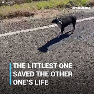 A dog was run over in the middle of the road. He fell on one side of it, seriously hurt. His best friend was by his side and didn’t leave for a second. The only person who could save them was more than six hours away from them. And the lives of both of them hung by a thread… Subscribe for more http://bit.ly/yt-thekiwi | The Kiwi