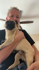 JESSE IS GOING INTO SURGERY RIGHT NOW at ASEC Specialty Hospital. 💔 Both of his legs are severely broken. One at the knee, and the other at the hip. As I wait for the hospital to send me photos and X-rays to show you, I want to show you this video that Jesse's temporary foster mom Ashlee took - right after she got him out of the Fresno shelter for us, trying to show me how one leg dangles at the hip, the other at the knee. 😩 His surgeon Dr. Balfour said both breaks are bad, older breaks so he'