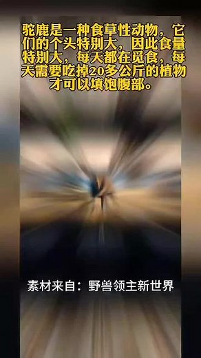 驯鹿 #野兽领主新世界 #666万赏金激励计划 #动物 #动物世界