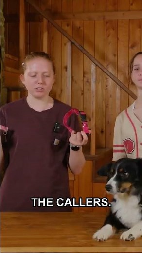 Fi Collar vs. AirTag The Best GPS for Dogs in Remote Areas