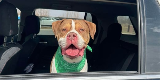 Dog finds forever home after nearly 700 days in shelter