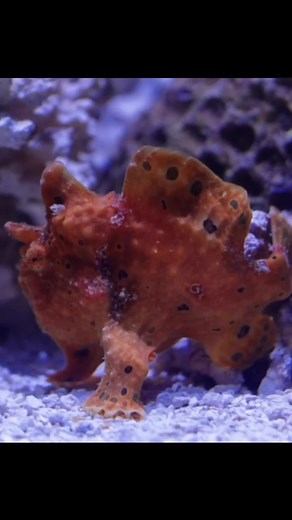 1.8K views · 60 reactions | All the #frogfish walk like this … this … this … this … this  Happy World Frog(fish) Day from our very own #WartyFrogfish. This fish uses its fins to maneuver along reef rocks, sponges and corals. #worldfrogday | Birch Aquarium at Scripps | Facebook