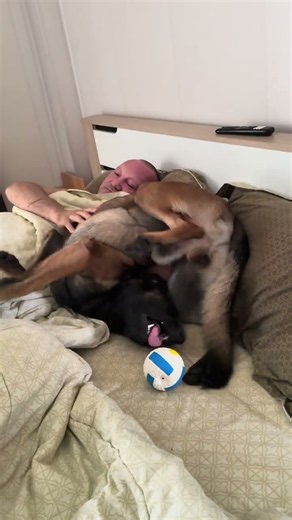 Malinois plays with a ball in bed 🟢 Charlie / Малинуа с мячом в постели 🟢 Чарли