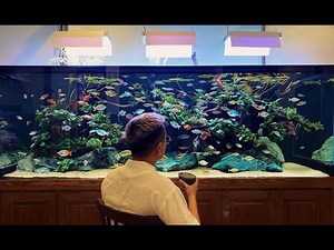 Top 8 Most Beautiful Rainbowfish Tank I Have Ever Seen