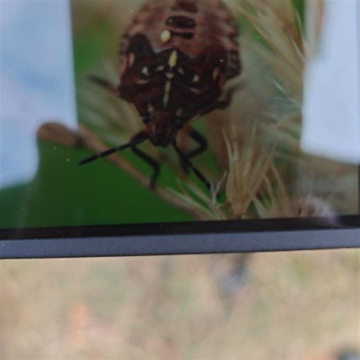 Андрей Шаповалов on Instagram: "Все в детстве смеялись с названий половых органов на биологии? Вот для вас второе слово в видовом названии клопа Carpocoris purpureipennis. А для ценителей природы ещё не созревшая нимфа. Клопы, в отличие от жуков, могут линять несколько раз за жизнь и расти в размерах. Жуки же растут во время личинки. А после вылупления из куколки (как у бабочек) взрослая особь больше не растёт. Did everyone laugh at the names of genitals in biology class as kids? Here's the seco