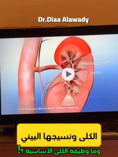 Understanding Kidney Salinity Functions