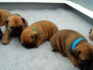Bullmastiff puppies