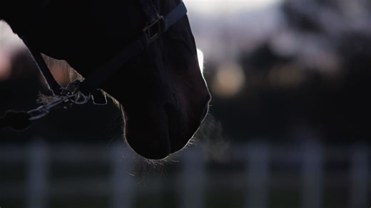 This month we launch our new Cheltenham Festival campaign 'Nothing Feels Like Cheltenham', celebrating what makes Cheltenham so special.Our audience research revealed that beyond the world-class… | Louise Dodds | 11 comments