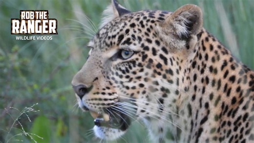 Mother Leopard Reveals Her Newborn Cub to the World