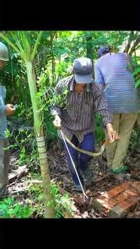 Catching the snake to examine the teeth.