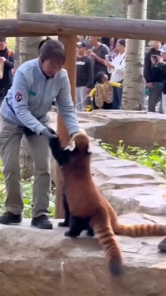 😘😘😍😍Cute red panda . . . . . . . . . . . . . . . . . . . . . . . . . . . . #BestPhotographyChallenge #moodchallengemoodchallenge #BestPhotographyChallenge #moodchallengemoodchallenge #bestchallenge | Red Panda Zone